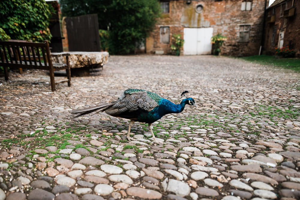 peacock walking in courtyard
