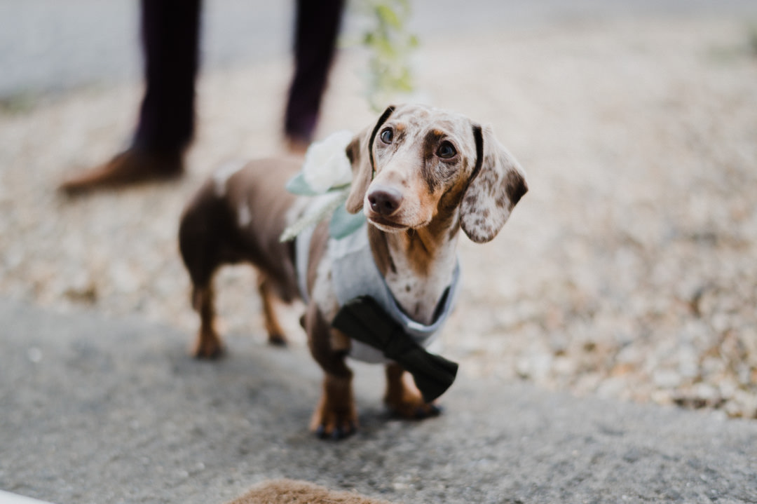 dachshund dog waring bow tie at wedding