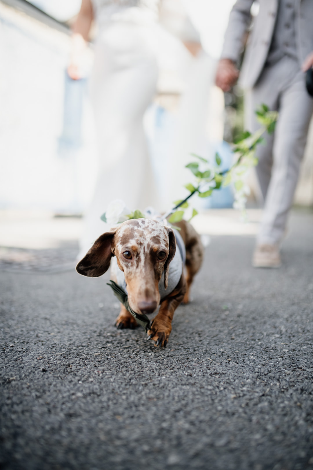 small dachshund dog walking on road at wedding