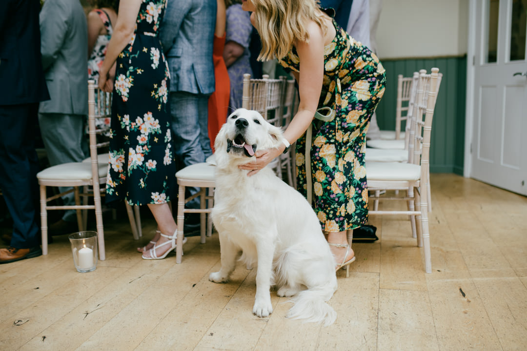 golden retriever puppy at wedding